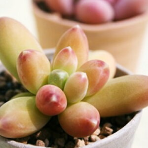uNeIT pLtBc MTCY6cm|bg PACHYPHYTUM BRACTEOSUM `^ td˂^Cv ꂢ 񂹐Aɂ  pLxA A
