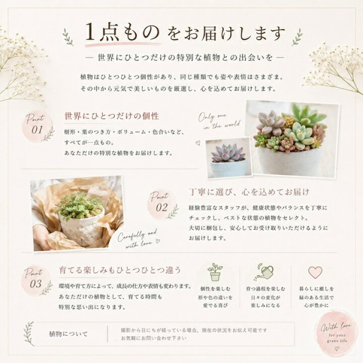 楽天市場】エケベリア 花野相府蓮 現品 TK10-83 写真の子 多肉植物 多肉植物【花野相府蓮】多肉永遠 エケベリア 抜き苗
