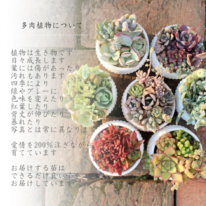 楽天市場 乙女心 セダム Mサイズ6ｃｍポット Sedum Pachyphyllum 小 中型種 葉を重ねながら仔を出すタイプ 多肉植物 男前 かわいい きれい 寄せ植えにも 株式会社多肉永遠楽天市場店