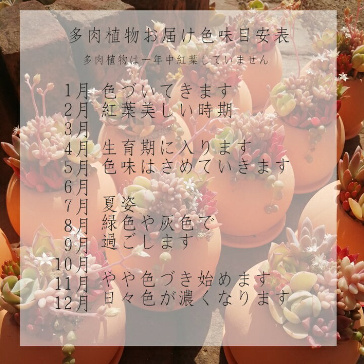 楽天市場 ピーチプリデ エケベリア Mサイズ6ｃｍポット Echeveria Peach Plide 薔薇咲 多肉植物 小 中型種 葉を重ねるタイプ きれい かわいい 株式会社多肉永遠楽天市場店