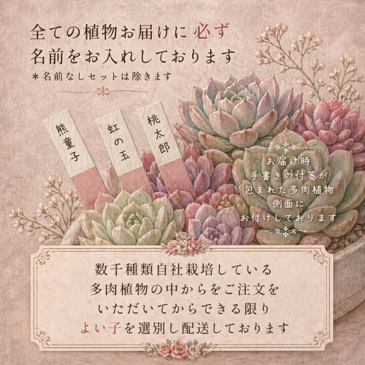 楽天市場 サンバースト アエオニウム Mサイズ 6ｃｍポット Sunburst 多肉植物 幹立ちタイプ 中型種 Aeonium 多肉永遠 かっこいい 男前 かわいい 株式会社多肉永遠楽天市場店