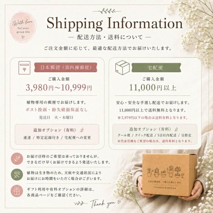 楽天市場 薄化粧 セダム Mサイズ6ｃｍポット Sedum Palmeri 小 中型種 幹立ちタイプ 多肉植物 男前 かわいい きれい 寄せ植えにも 株式会社多肉永遠楽天市場店