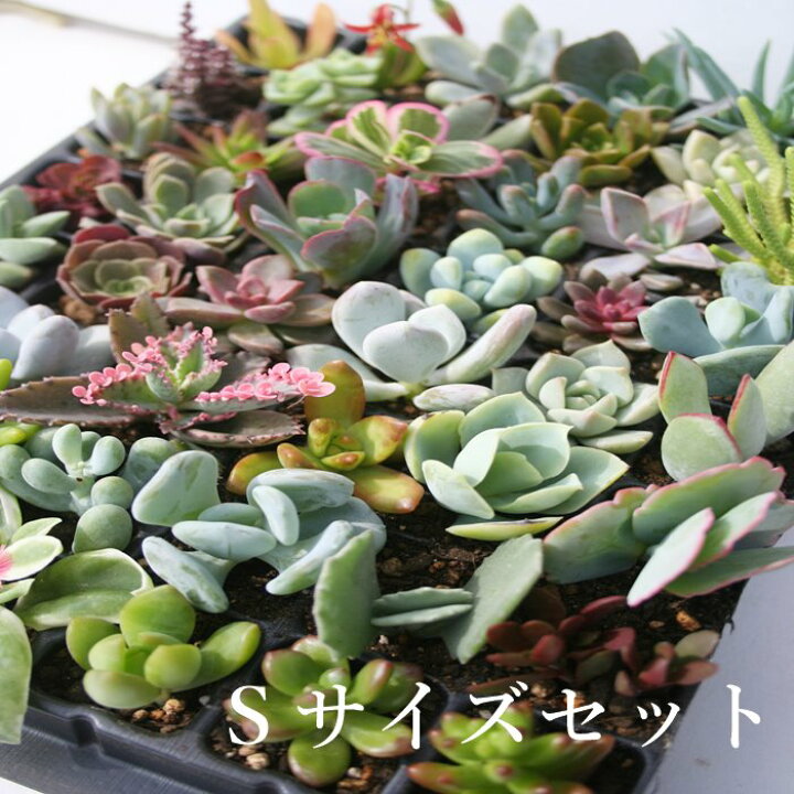 楽天市場】多肉植物Sサイズ苗名前なし40個セット : 株式会社多肉永遠  
