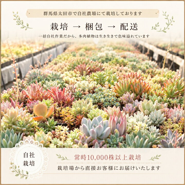 楽天市場】多肉植物 カット苗 セット Sサイズ 20個セット 名前なし 