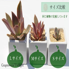 多肉植物 SMサイズ苗 名前付き20個セット 多肉植物激安根付き苗