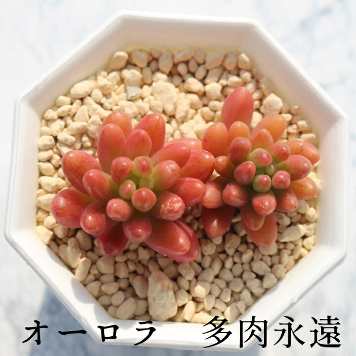 楽天市場 オーロラ2頭 セダム Mサイズ6ｃｍポット Sedum Rubrotincutum Cv Aurora 小 中型種 葉を重ねるタイプ 多肉植物 男前 かわいい きれい 寄せ植えにも 株式会社多肉永遠楽天市場店