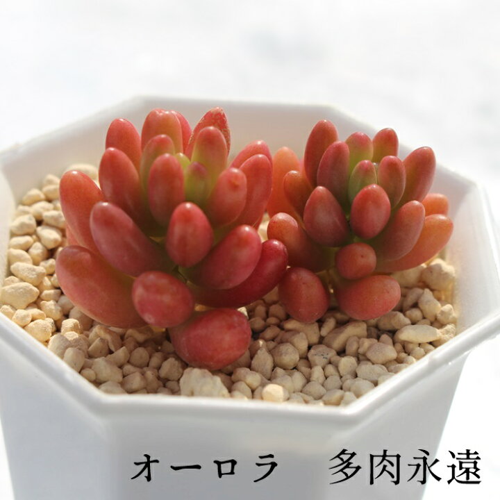 楽天市場 オーロラ2頭 セダム Mサイズ6ｃｍポット Sedum Rubrotincutum Cv Aurora 小 中型種 葉を重ねるタイプ 多肉植物 男前 かわいい きれい 寄せ植えにも 株式会社多肉永遠楽天市場店