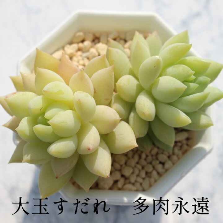 楽天市場】大玉すだれ セダム Mサイズ5.5cmポット sedum cv 
