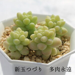 VʂÂ Z_ MTCY5.5cm|bg sedum britto A