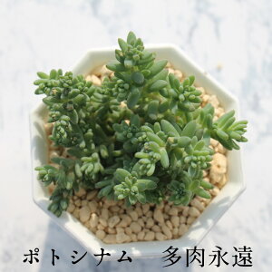 |gVi Z_ MTCY5.5cm|bg sedum potosinum ^ Q^Cv A jO 킢 ꂢ 񂹐Aɂ