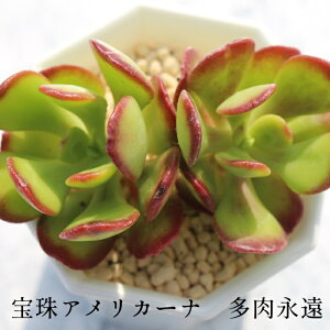AJ[i Z_ MTCY5.5cm|bg sedum dendroideum, fo15, sierra mixteca, mexico `^ td˂^Cv A jO 킢 ꂢ 񂹐Aɂ