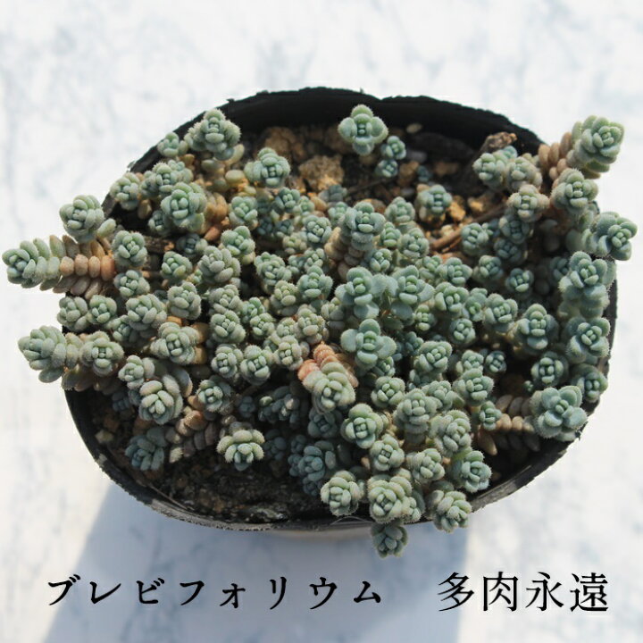 楽天市場】ブレビフォリウム セダム Mサイズ5.5cmポット sedum 