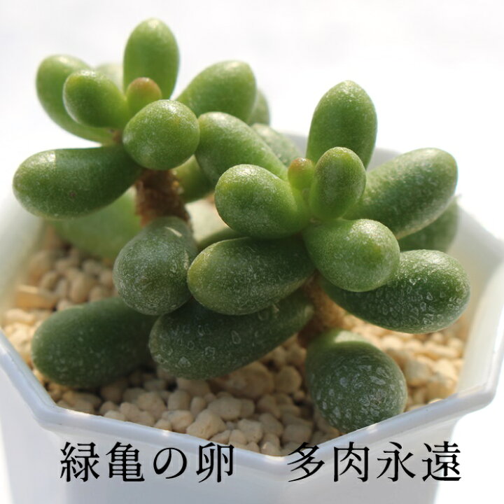 楽天市場】多肉植物 緑亀の卵 セダム sedum hernandezi 苗 寄せ植え レア品種希少多肉植物緑亀の卵抜き苗