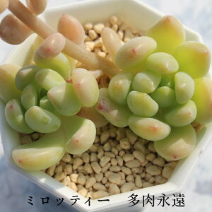 ~beB[ Z_ MTCY5.5cm|bg sedum mirotteii `^ td˂^Cv A jO 킢 ꂢ 񂹐Aɂ