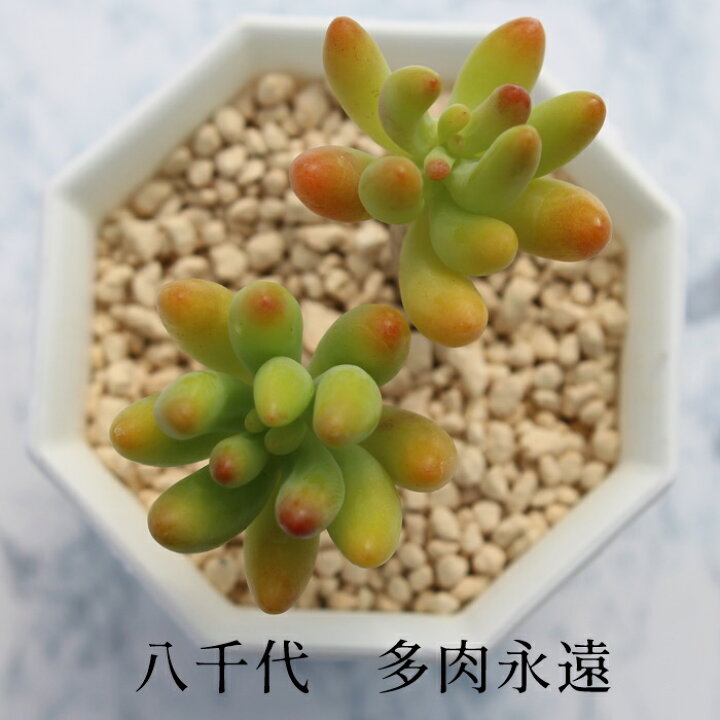 楽天市場 八千代 セダム Mサイズ6ｃｍポット Sedum Corynephyllum 小 中型種 幹立ちタイプ 多肉植物 男前 かわいい きれい 寄せ植えにも 株式会社多肉永遠楽天市場店