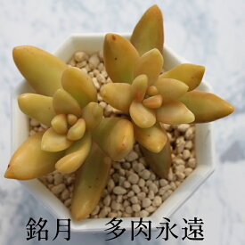 銘月 セダム Mサイズ5.5cmポット sedum adolphii 小〜中型種 葉を重ねるタイプ 多肉植物 男前 かわいい きれい 寄せ植えにも