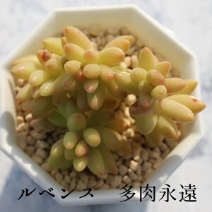 ルベンス セダム Mサイズ5.5cmポット sedum rubens 小〜中型種 下垂タイプ 多肉植物 男前 かわいい きれい 寄せ植えにも
