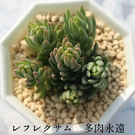 レフレクサム セダム Mサイズ5.5cmポット sedum reflexum cv. chameleon 葉を重ねるタイプ 小〜中型種 多肉植物 かわいい きれい