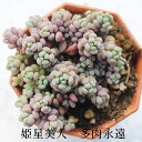 多肉植物 姫星美人 セダム sedum anglicum 苗 寄せ植え 室内グリーン インテリア 小さな庭 ガーデニング