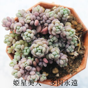 Pl Z_ MTCY5.5cm|bg sedum anglicum `^ Q^Cv A jO 킢 ꂢ 񂹐Aɂ