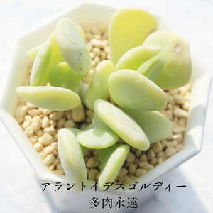 AgCfXSfB[ Z_ MTCY5.5cm|bg sedum allantoides 'goldii' `^ td˂^Cv A jO 킢 ꂢ 񂹐Aɂ