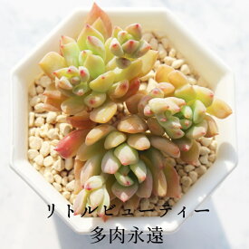 リトルビューティー セダム Mサイズ5.5cmポット sedum little beauty 小型種 葉を重ねながら仔を出すタイプ 多肉植物 男前 かわいい きれい 寄せ植えにも