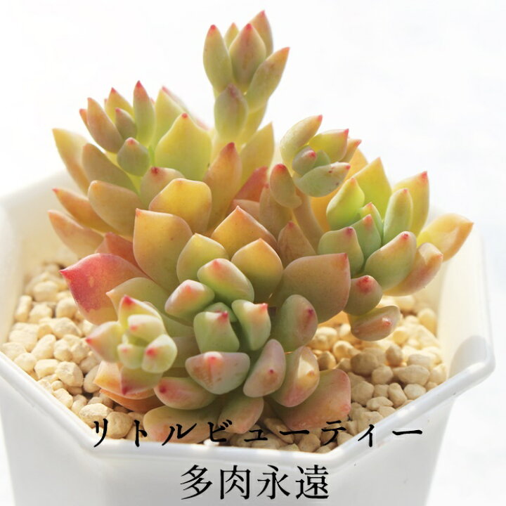 楽天市場 リトルビューティー セダム Mサイズ6ｃｍポット Sedum Little Beauty 小型種 葉を重ねながら仔を出すタイプ 多肉植物 男前 かわいい きれい 寄せ植えにも 株式会社多肉永遠楽天市場店