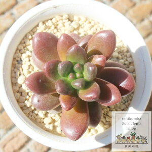 NR_C Z_ MTCY5.5cm|bg sedum `^ td˂Ȃeo^Cv A jO 킢 ꂢ 񂹐Aɂ