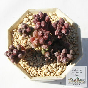 ʘ@ 3 Z_ MTCY5.5cm|bg sedum fufuraceum A Ԃ td˂^Cv