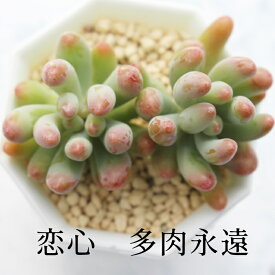 恋心 セダム Mサイズ5.5cmポット sedum koigokoro 小〜中型種 葉を重ねるタイプ 多肉植物 男前 かわいい きれい 寄せ植えにも