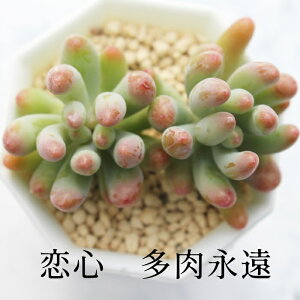 S Z_ MTCY5.5cm|bg sedum koigokoro `^ td˂^Cv A jO 킢 ꂢ 񂹐Aɂ