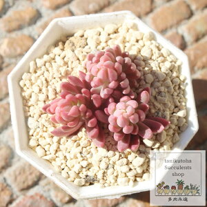 JI Z_ MTCY5.5cm|bg sedum reflexum cv. chameleon variegata `^ td˂Ȃeo^Cv A jO 킢 ꂢ 񂹐Aɂ