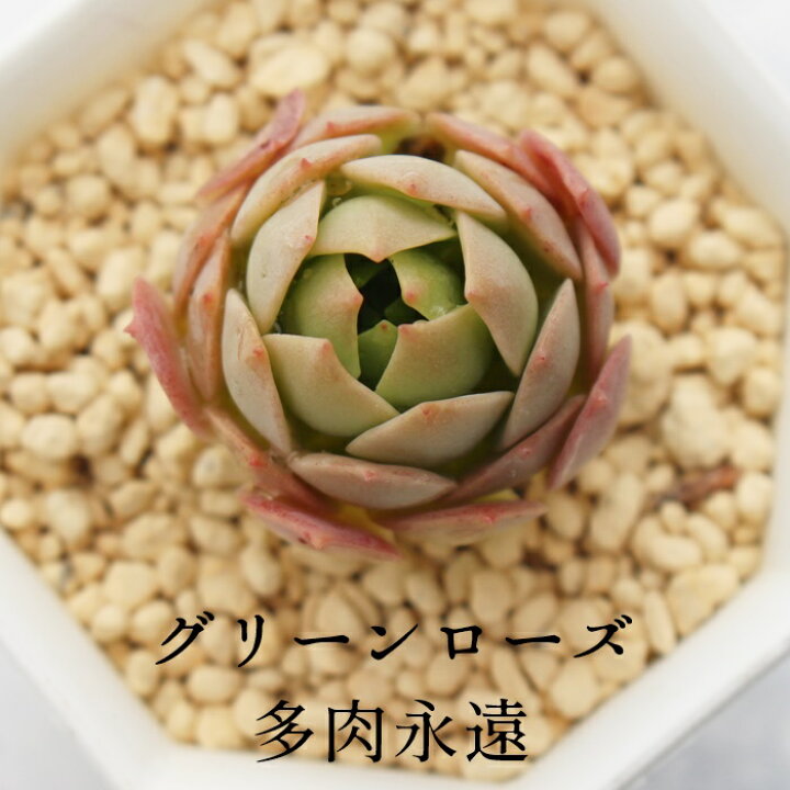 楽天市場】グリーンローズ セダム Mサイズ5.5cmポット sedum green  