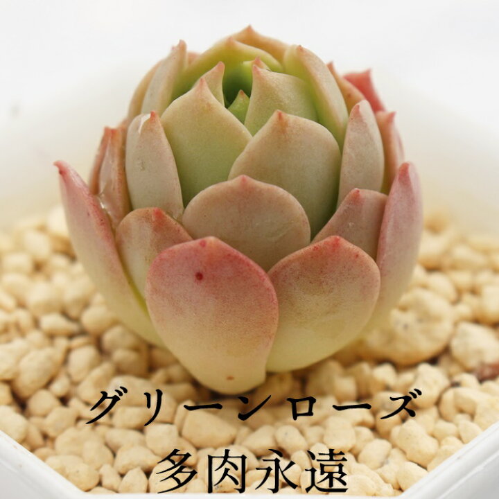楽天市場】グリーンローズ カット苗 セダム 多肉植物 Sedum 
