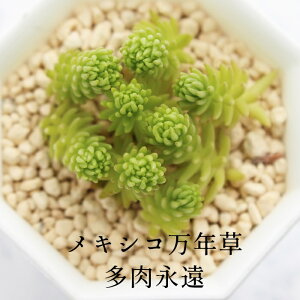 メキシコ万年草 セダム Mサイズ5.5cmポット sedum mexicanum 小型種 群生タイプ 多肉植物 男前 かわいい きれい 寄せ植えにも
