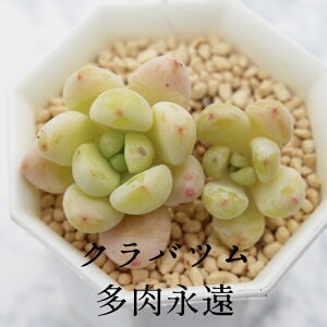 クラバツム セダム Mサイズ5.5cmポット SEDUM CRABATUM 小〜中型種 葉を重ねるタイプ 多肉植物 男前 かわいい きれい 寄せ植えにも