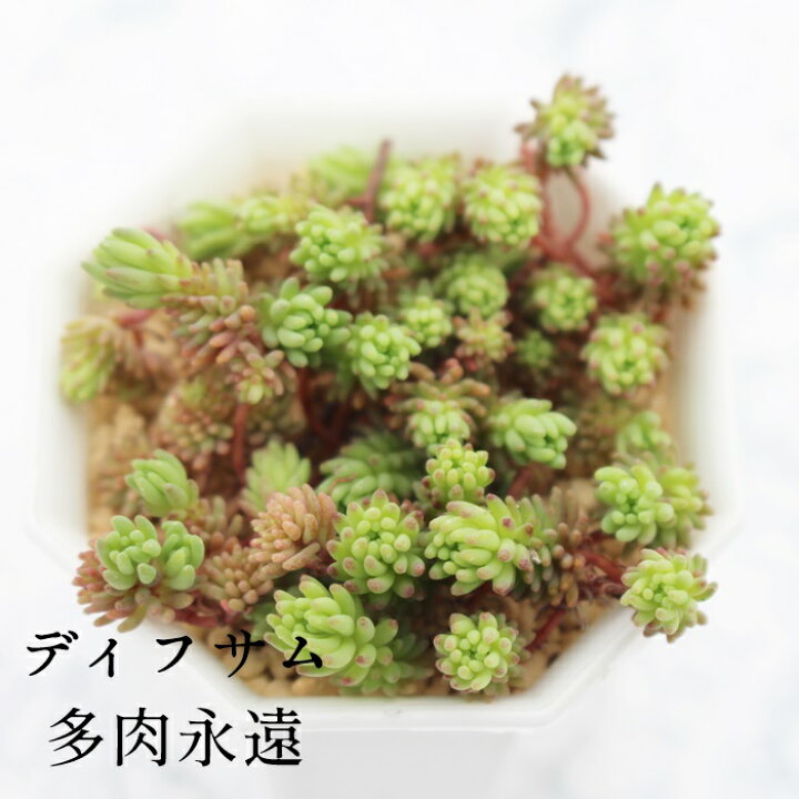 楽天市場 ディフサム セダム Mサイズ6ｃｍポット Sedum Green Rose 小型種 群生タイプ 多肉植物 男前 かわいい きれい 寄せ植えにも 株式会社多肉永遠楽天市場店