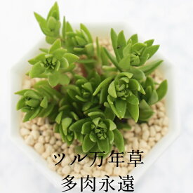 ツル万年草 セダム Mサイズ5.5cmポット sedum turumannengusa 小型種 下垂タイプ 多肉植物 男前 かわいい きれい 寄せ植えにも