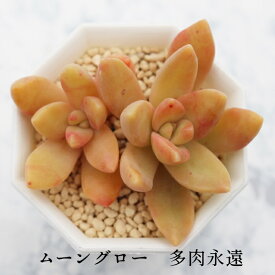 ムーングロー セダム Mサイズ5.5cmポット sedum moon glow 小〜中型種 葉を重ねるタイプ 多肉植物 男前 かわいい きれい 寄せ植えにも