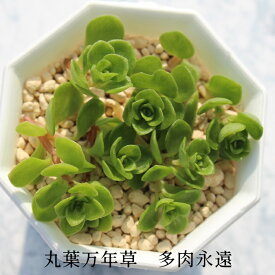 丸葉万年草 セダム Mサイズ5.5cmポット sedum 小型種 群生タイプ 多肉植物 男前 かわいい きれい 寄せ植えにも