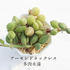 アーモンドネックレス セネシオ Mサイズ6cmポット Senecio Herreaus 小〜中型種 下垂タイプ 多肉植物 きれい 寄せ植えにも