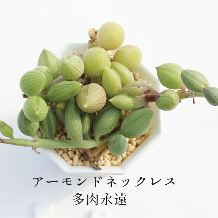 楽天市場】アーモンドネックレス セネシオ Mサイズ6cmポット Senecio 