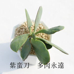 ���ؓ� �Z�l�V�I �����A�� Senecio Crasiissimus �����i�� �����A�� �x�����_�K�[�f�� �c �W���G���[�X�g�[�� �������� ���܂��܊� �񂹐A�� �R�쑐 ���܂��܊� �����Ȓ� �K�[�f�j���O ���N