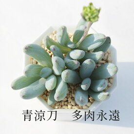 青涼刀 セネシオ Mサイズ6cmポット Senecio Flcoides 小〜中型種 葉を重ねるタイプ 多肉植物 きれい 寄せ植えにも