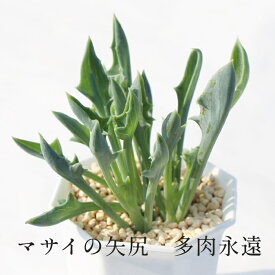 マサイの矢尻 セネシオ Mサイズ6cmポット Senecio Kleiniiformis 小〜中型種 葉を重ねるタイプ 多肉植物 きれい 寄せ植えにも