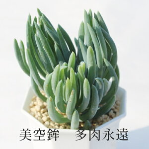 ����g �Z�l�V�I �����A�� Senecio Ficoides �K�[�f�j���O ���N�� �M�t�g �����i�� �u�₩ ���t �ϗt�A�� �C���e���A�O���[�� �c �񂹐A�� �R�쑐 ���܂��܊� �����Ȓ�