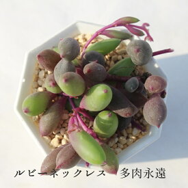 紫月 セネシオ Mサイズ6cmポット Senecio Sigetu 小〜中型種 下垂タイプ 多肉植物 きれい 寄せ植えにも