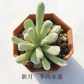 新月 セネシオ Mサイズ6cmポット Senecio Scaposus 小〜中型種 葉を重ねるタイプ 多肉植物 きれい 寄せ植えにも