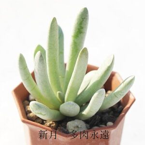 �V�� �Z�l�V�I �ϗt�A�� Senecio Scaposus �����A�� ���ɂ� �����i�� �C���e���A�O���[�� ���� ��Ă₷�� ���� �c �񂹐A�� �R�쑐 �����Ȓ� �K�[�f�j���O ���N�� �C���e���A�v�����c