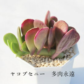 ヤコブセニー セネシオ Mサイズ6cmポット Senecio Jacobsenii 小〜中型種 下垂タイプ 多肉植物 きれい 寄せ植えにも